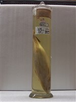 藏品(扁花鰹)的圖片